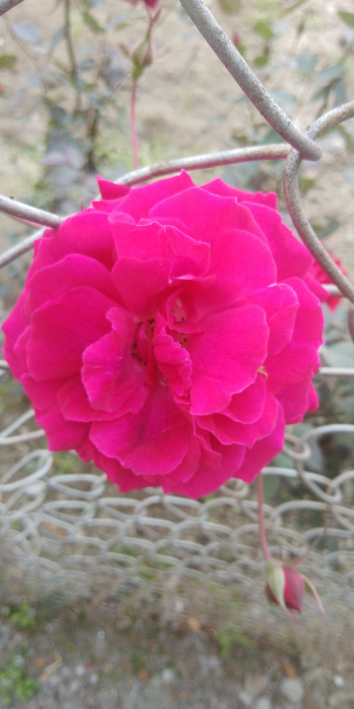 my rose