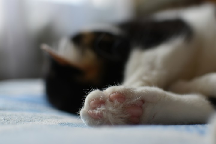 кошачья лапа