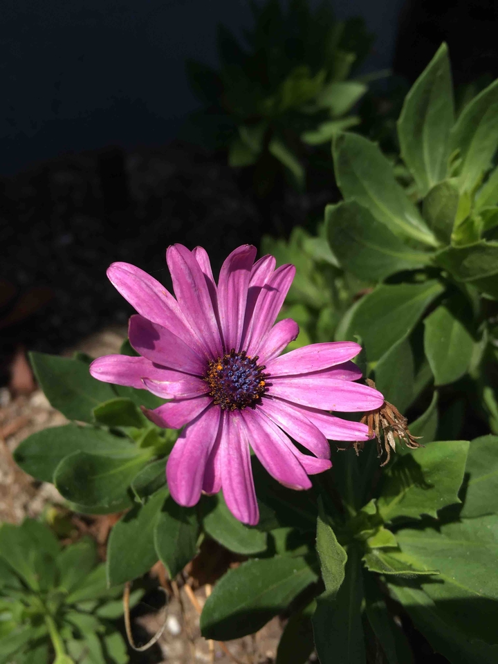 Purple Flower