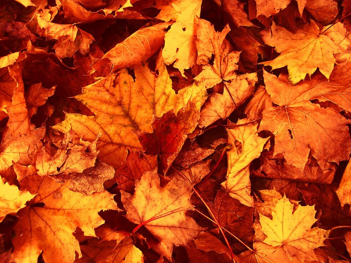 leafts