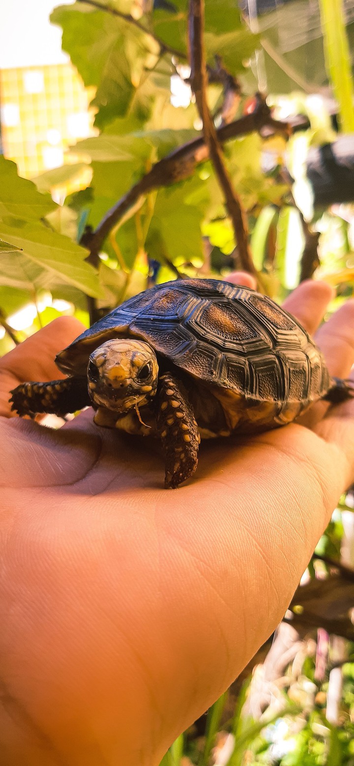 little Senna