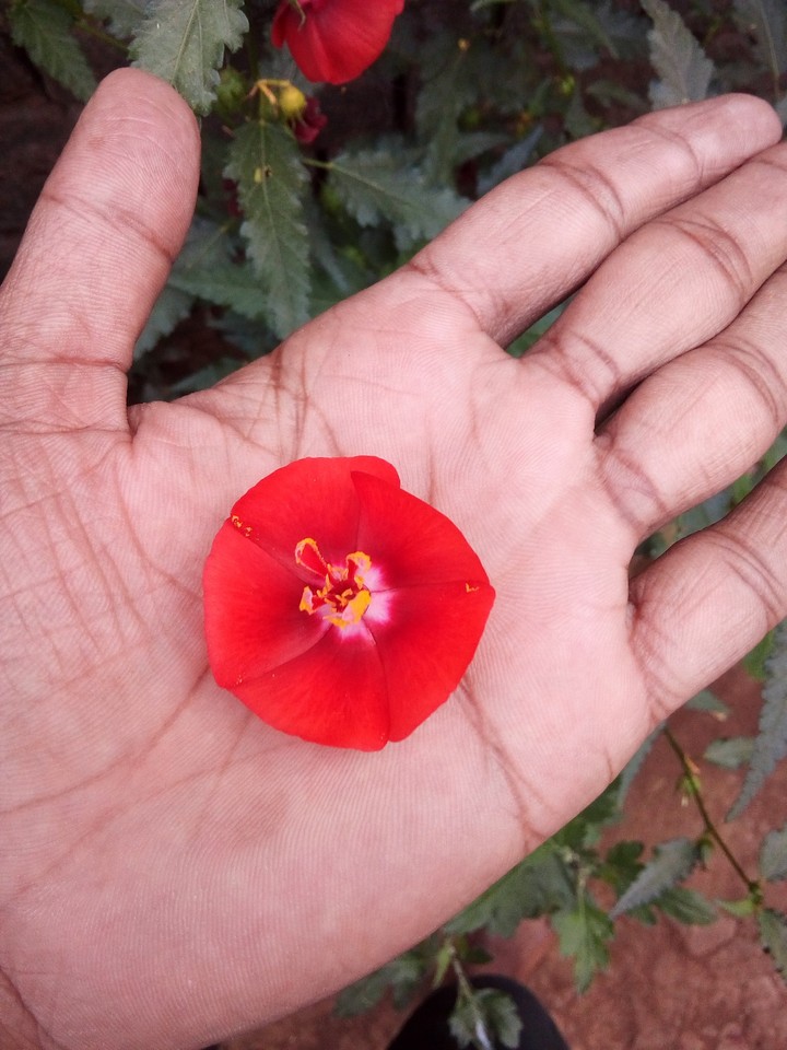flowers