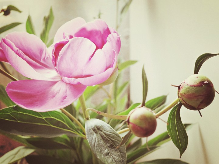 pink peony