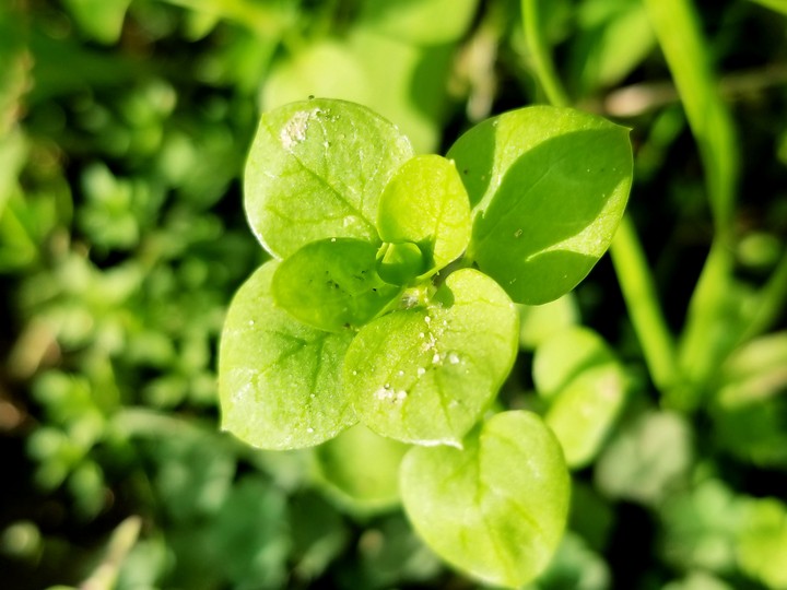 Spring
