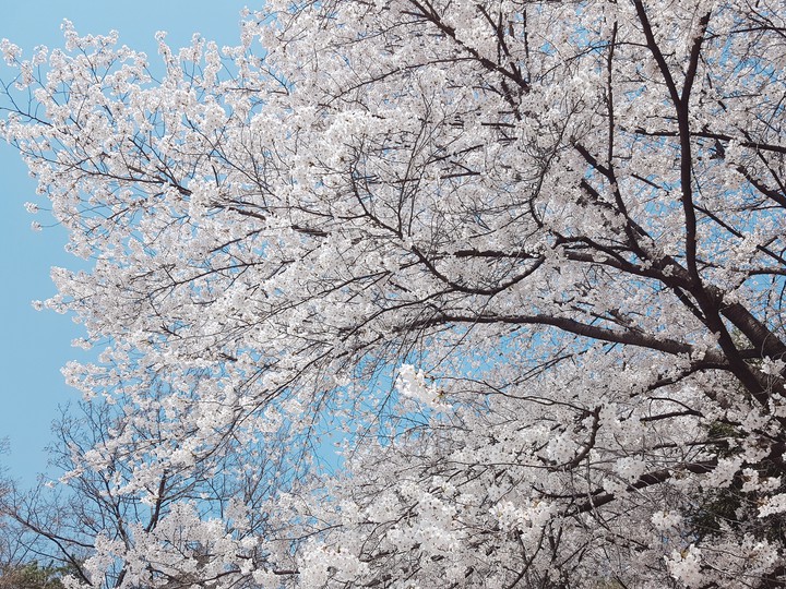 Cherry Blossom