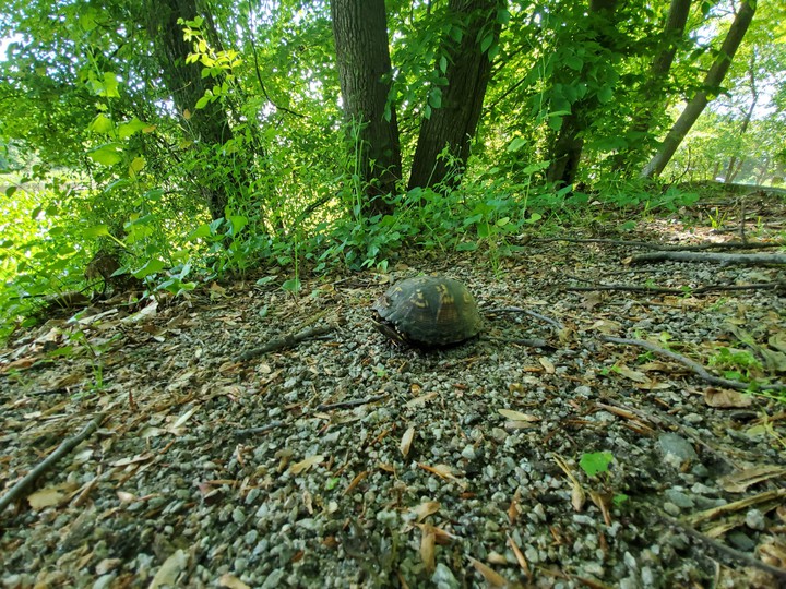 tortoise resting on gravel