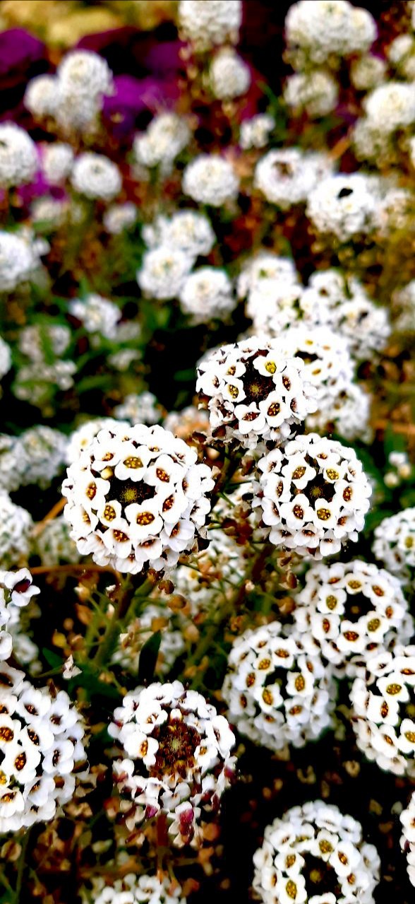 And now eyes are waiting for spring