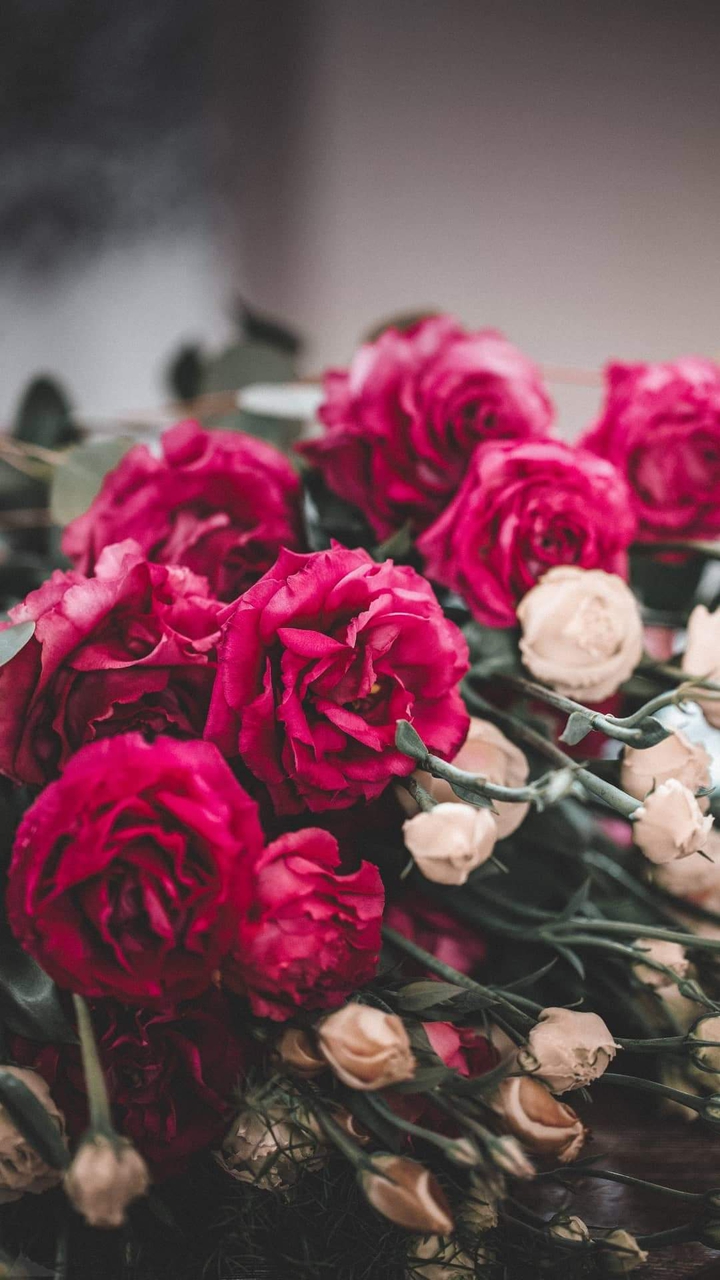 Love Rose♥️♥️?