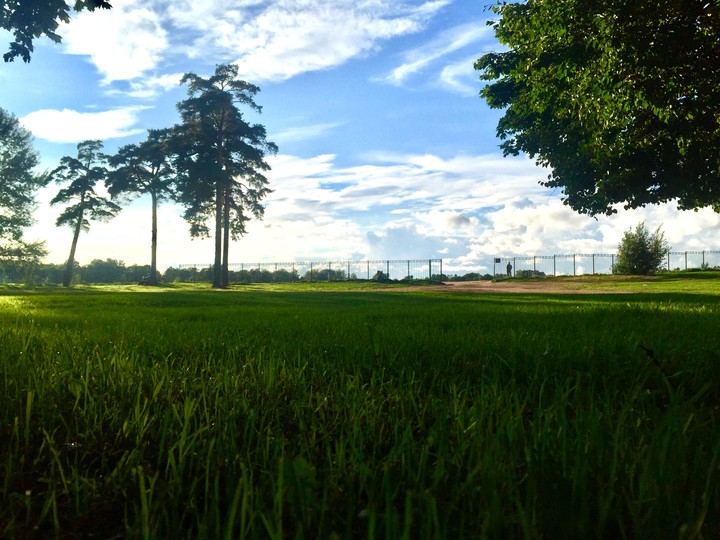 summer garden