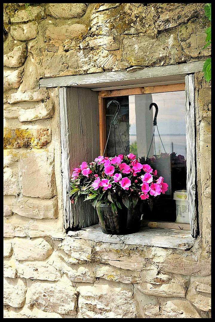 Flowers in the window