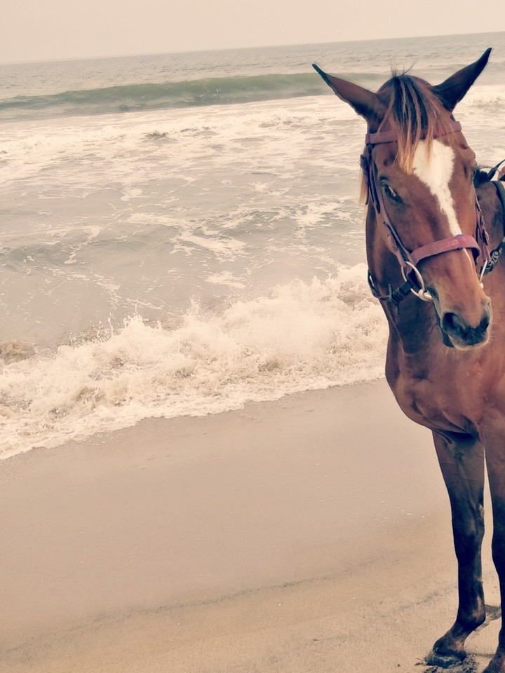beach horse