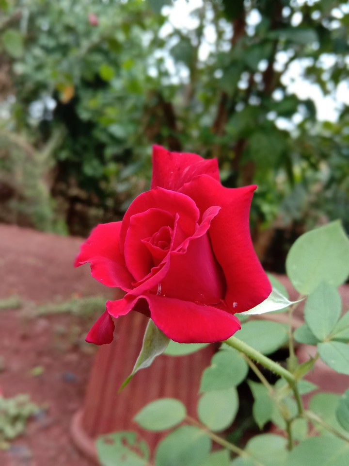 Red rose