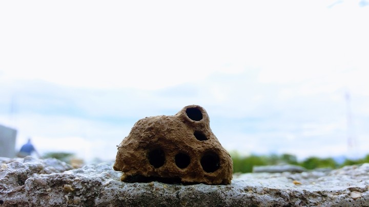 Bee's nest
