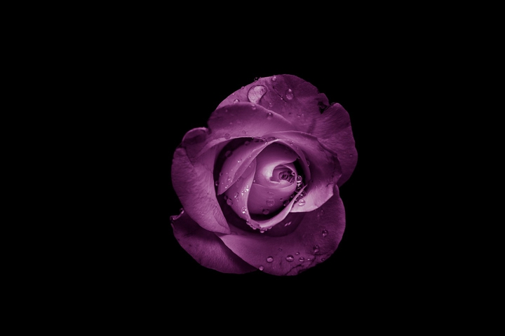 rose