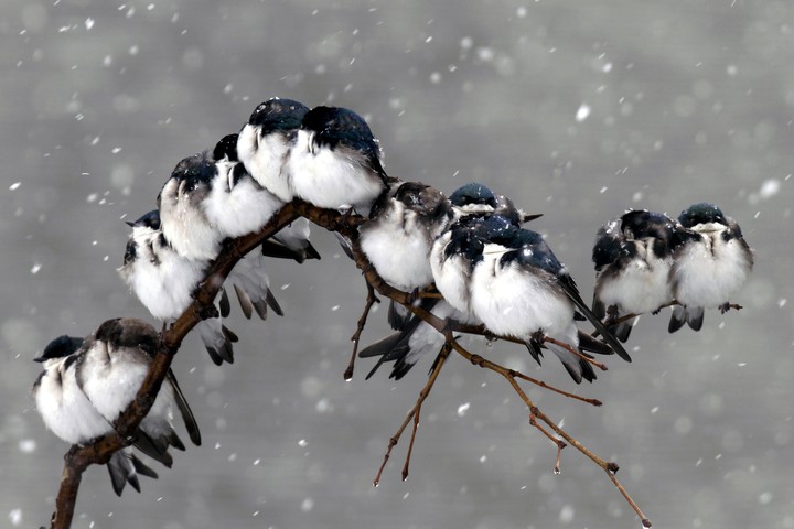 Birds