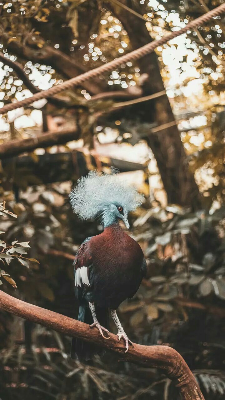 beautiful bird