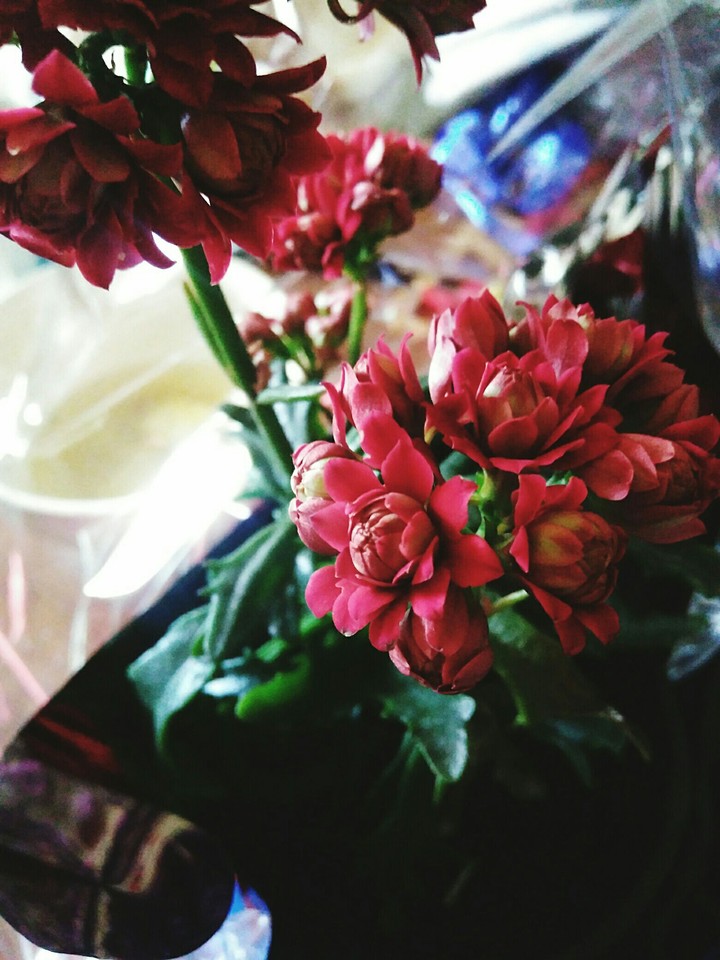 Red flower