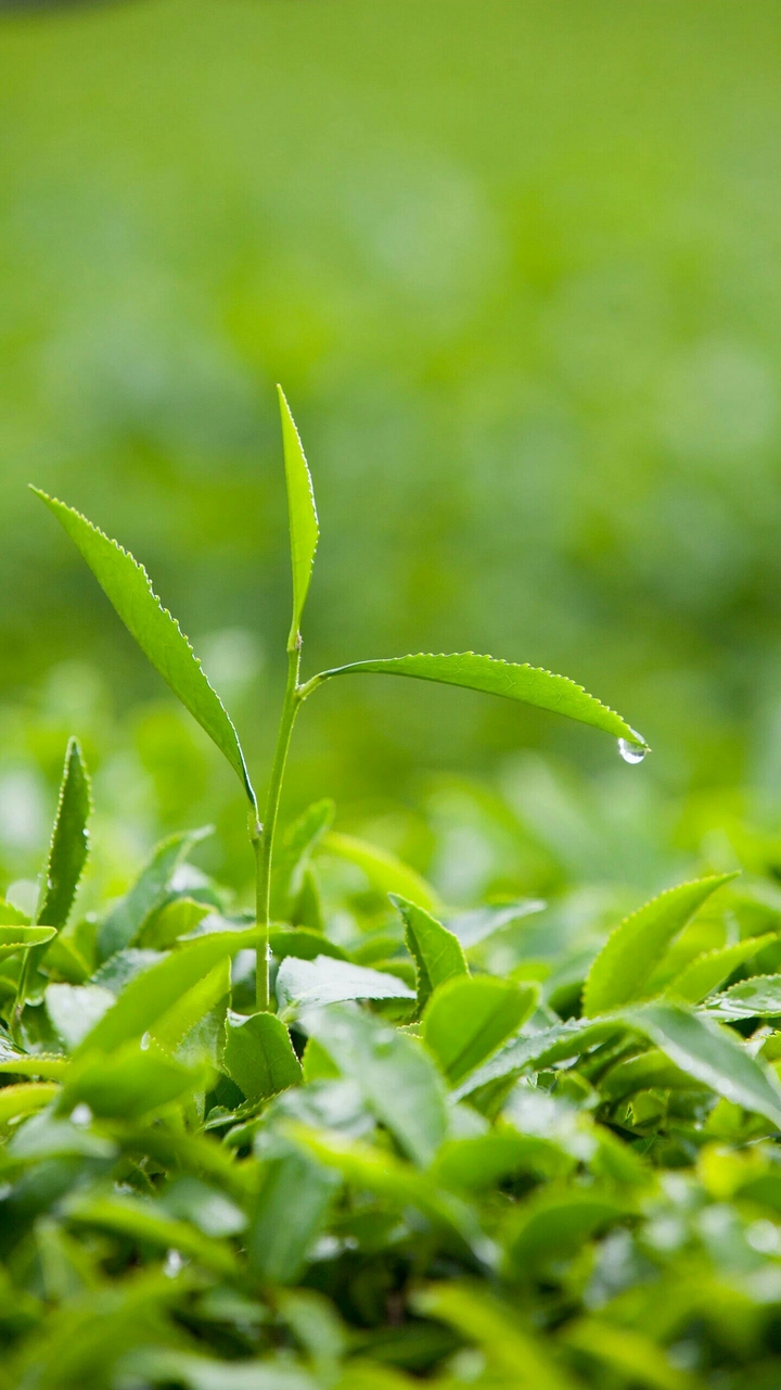 The Grass