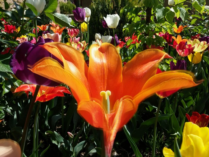 flower