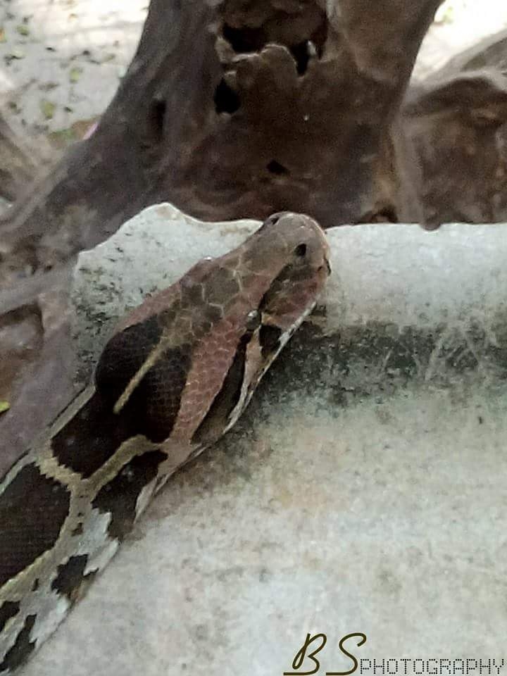 python