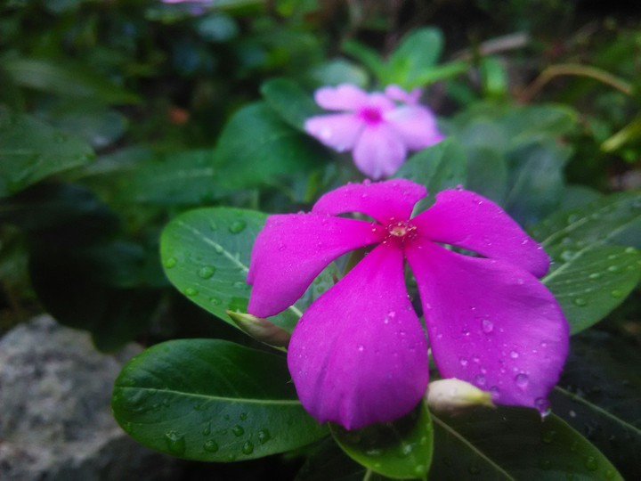 Flower
