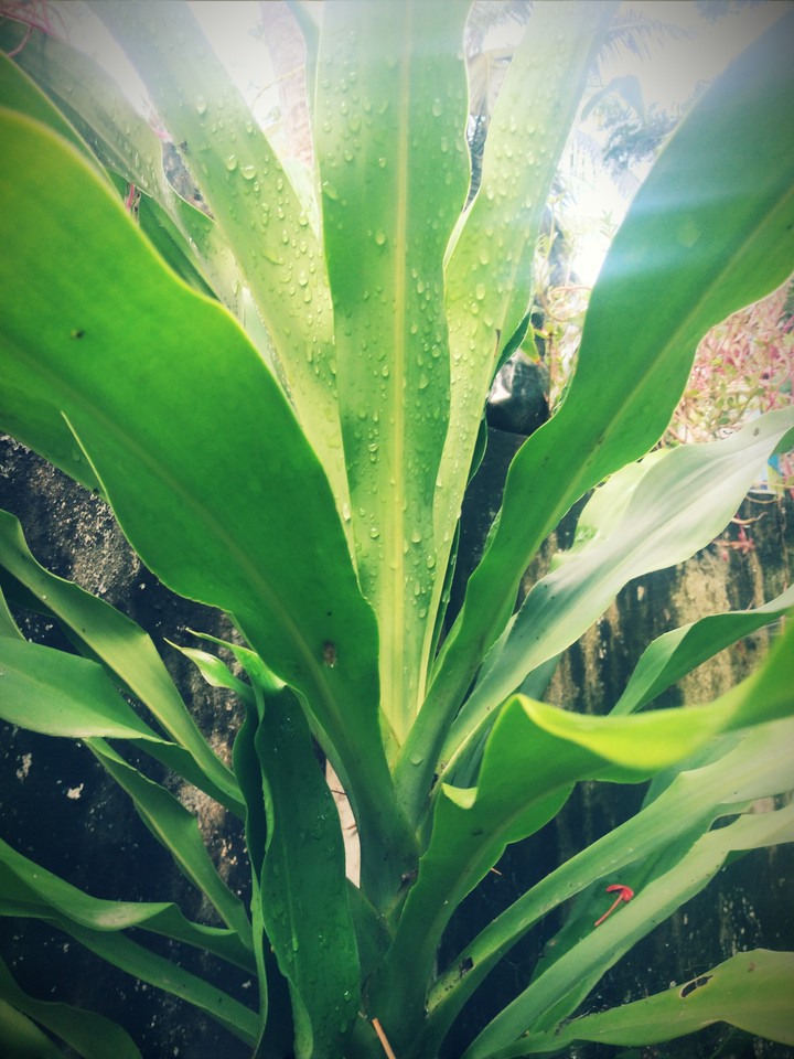 nature