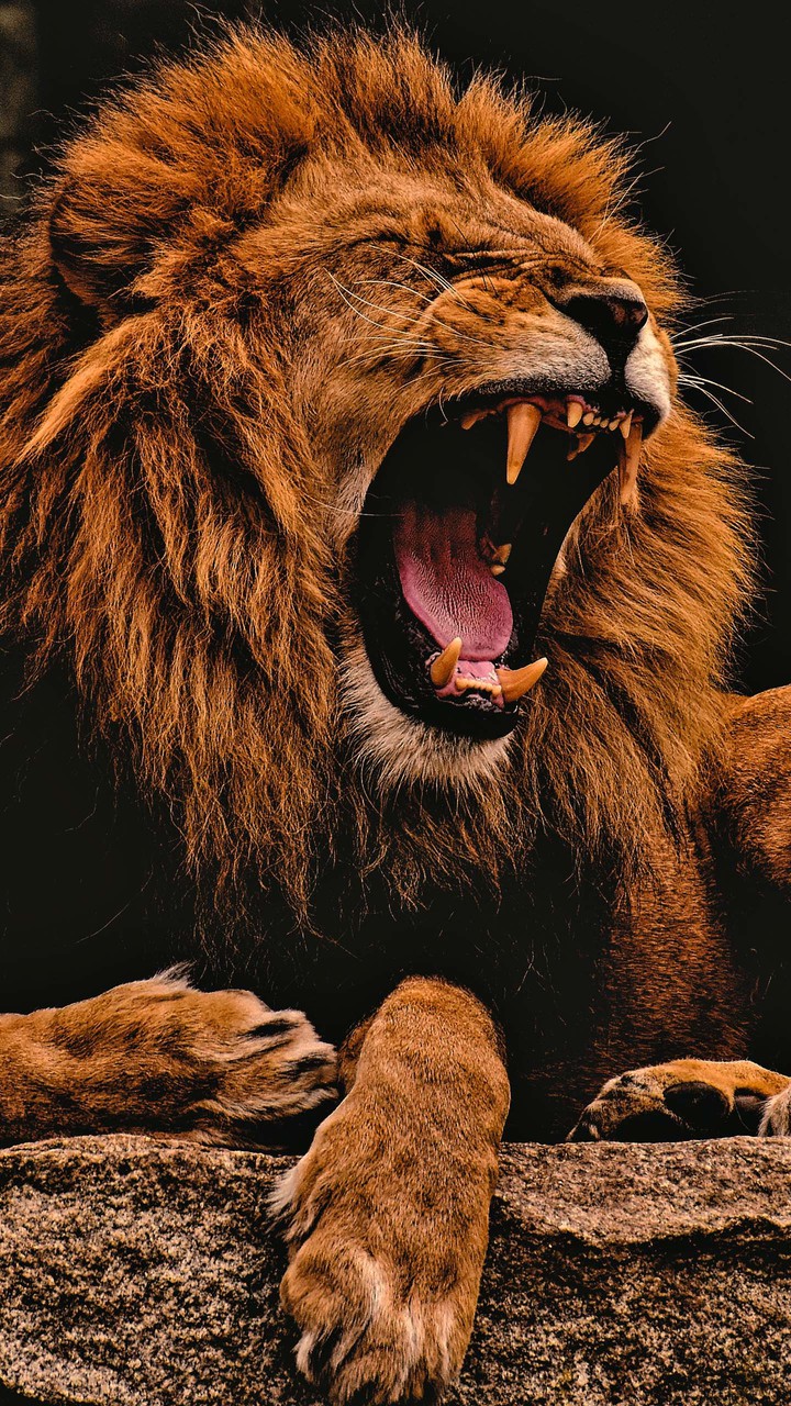 king??