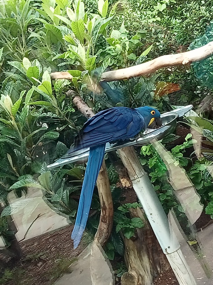 papuga ara