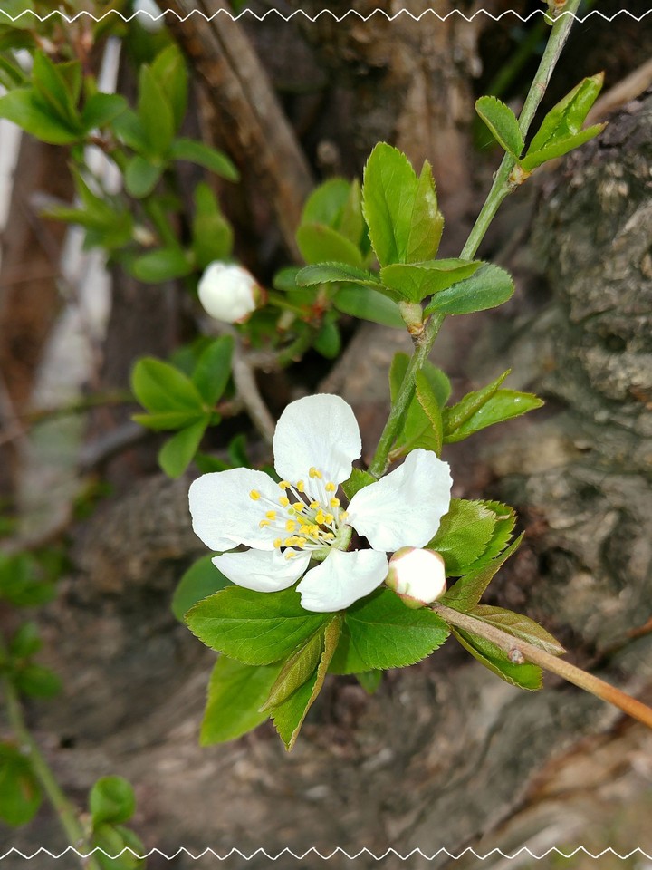 Flower with line