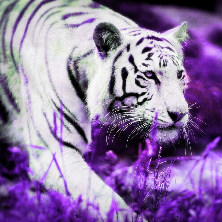 Awesome Tiger