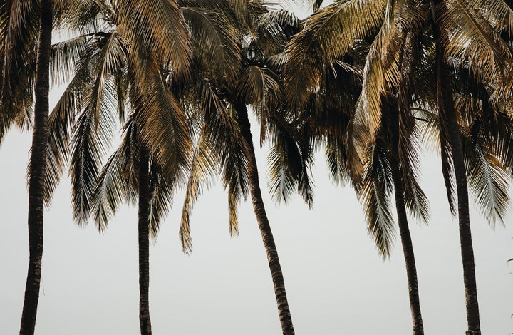 trees