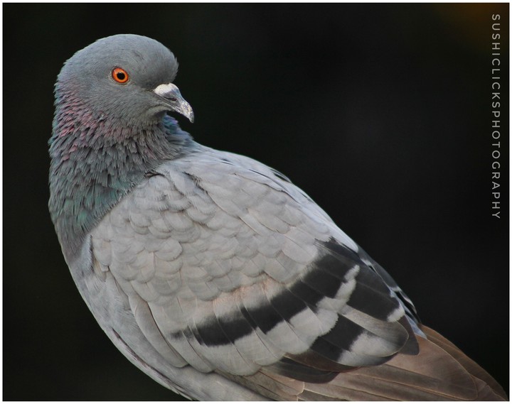 pigeon