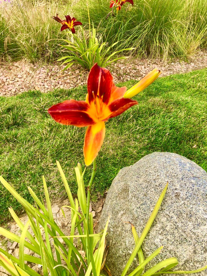 Flor Naranja