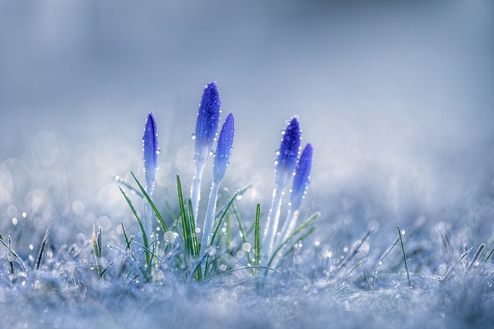 dew drops