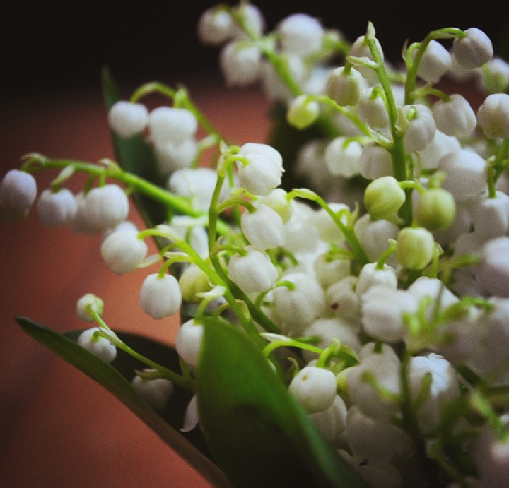 Lilies of the valley