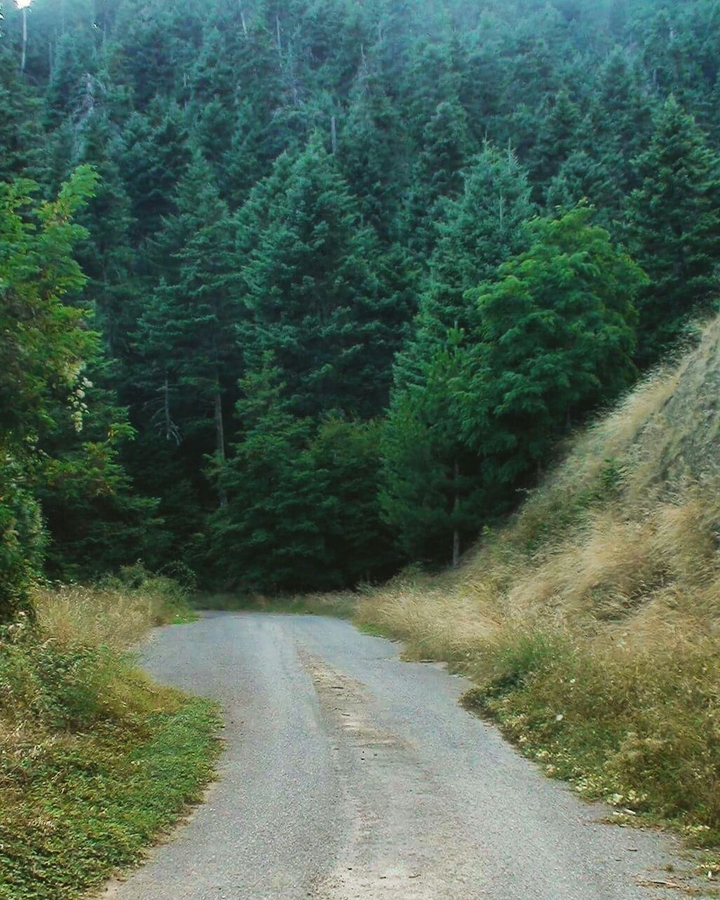 into the woods