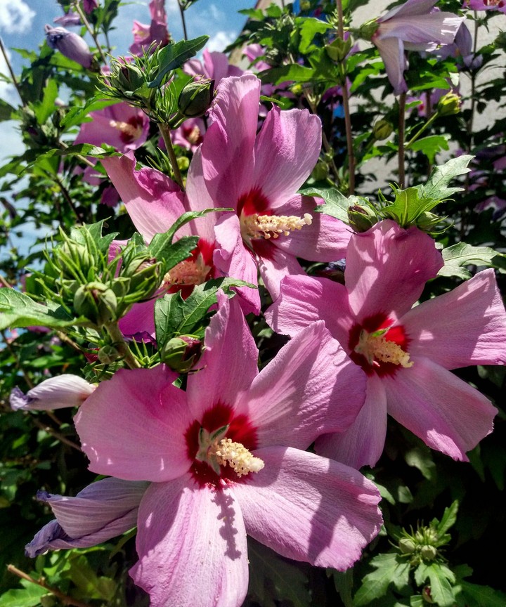 flowers