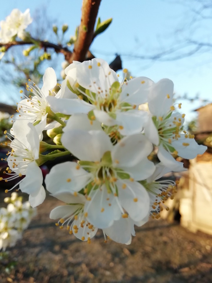 fioritura