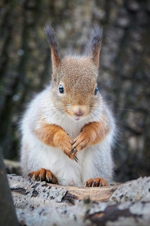 обои whiskers, snout