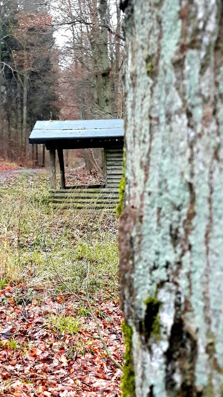 Waldhütte