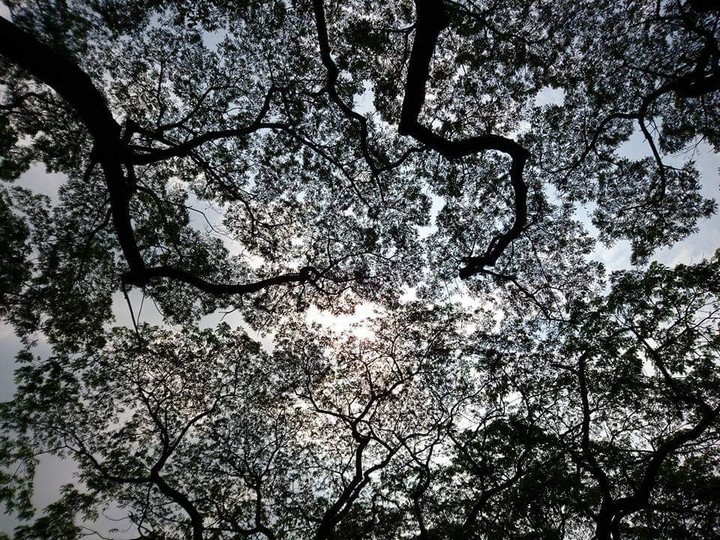 Acacia