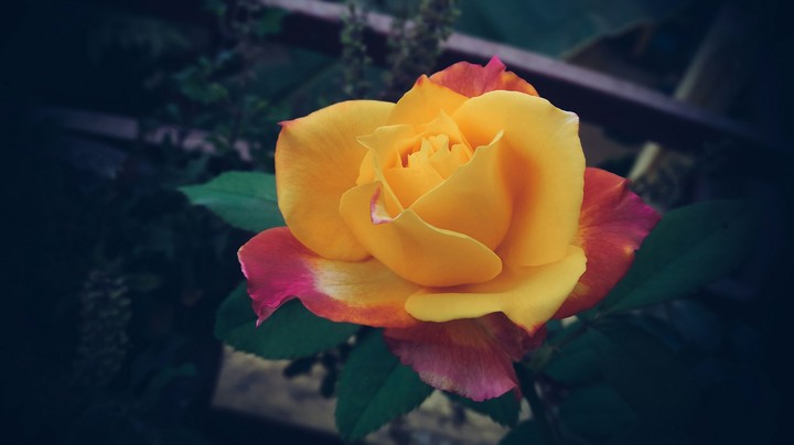 Flower