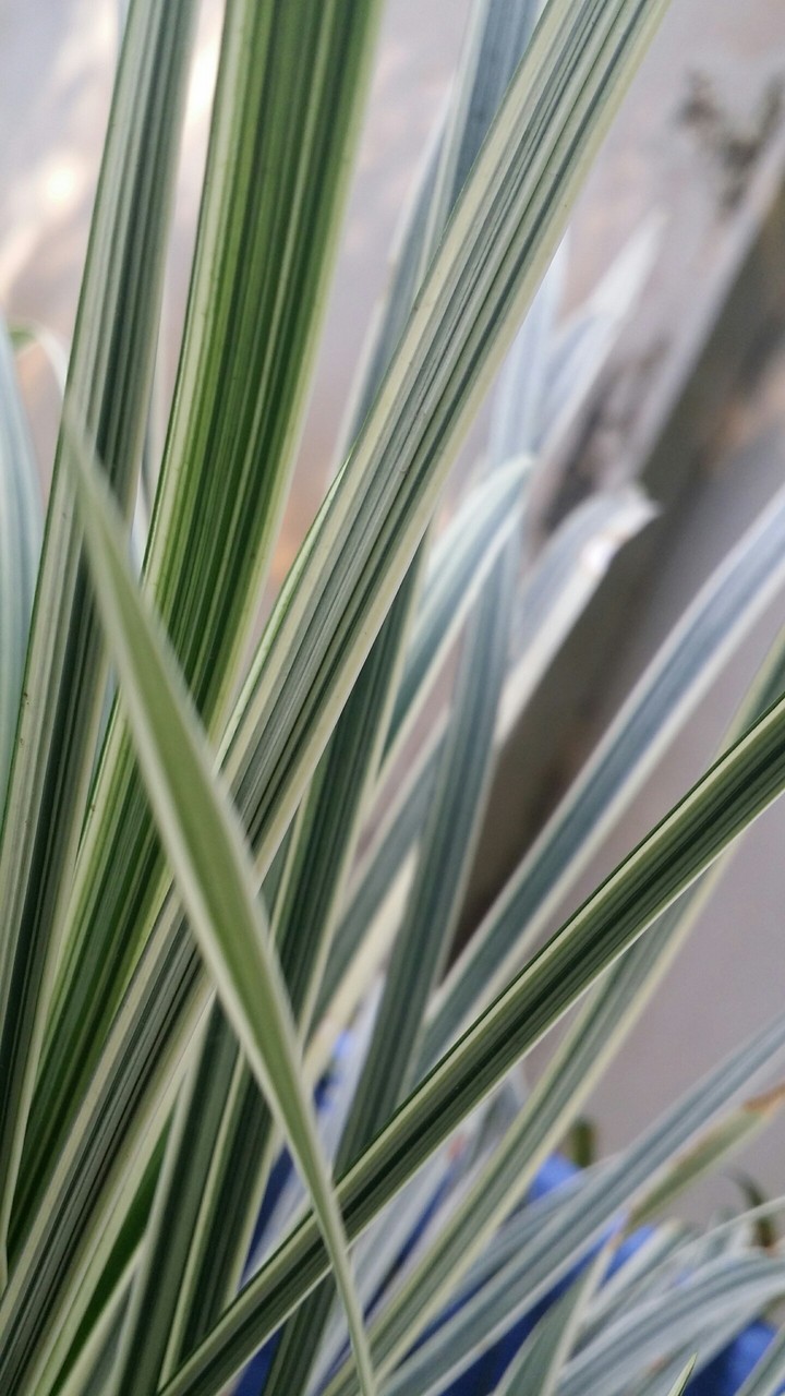 Nature's design