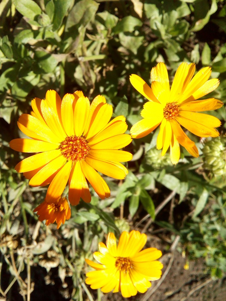 ☀