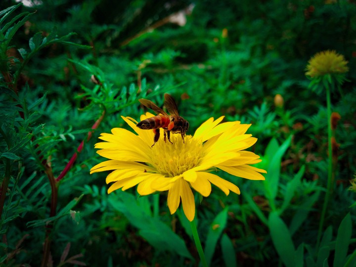 Haney bee?