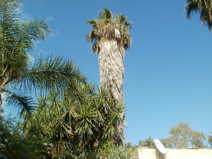 Malaga .palm.