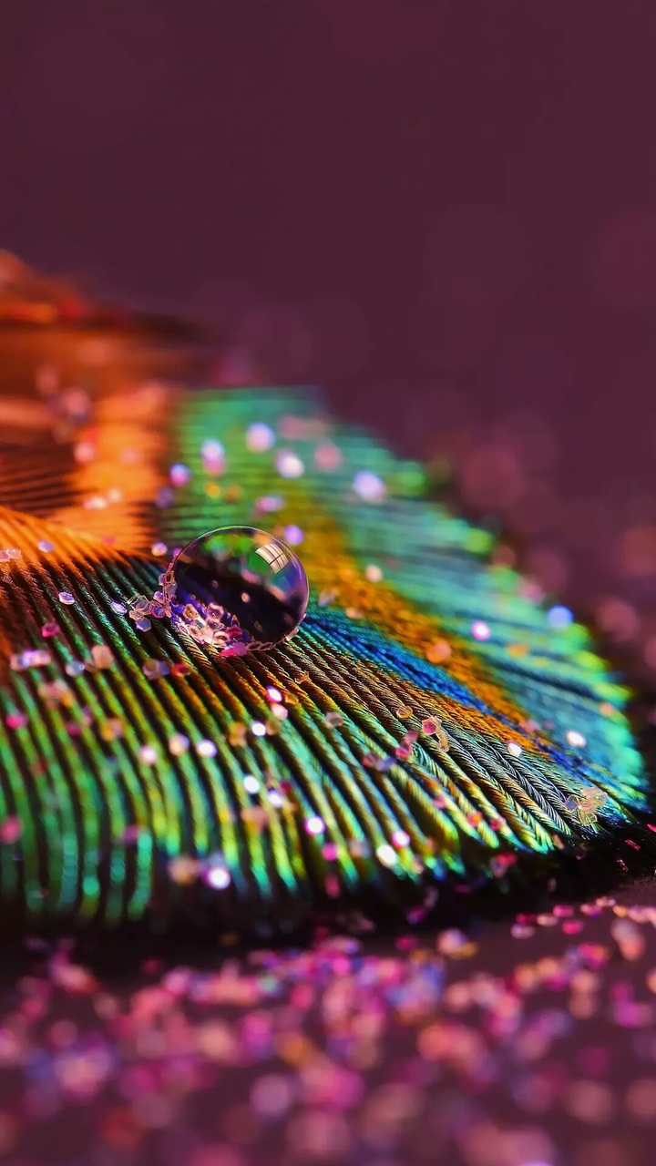 Beautiful peacock feather