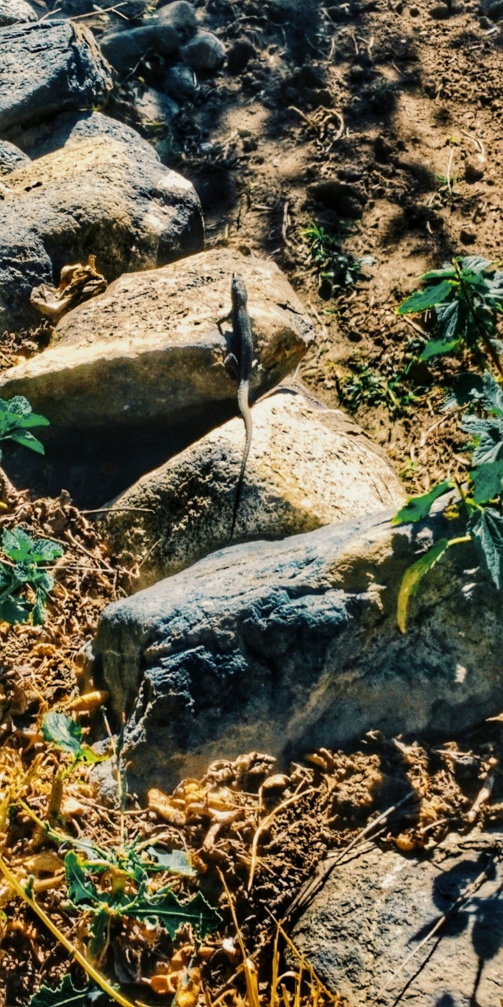 nature anima stone l животное природа tier nauture