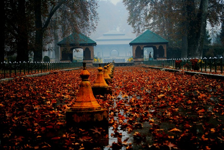 Winter Garden falling leaves kashmir