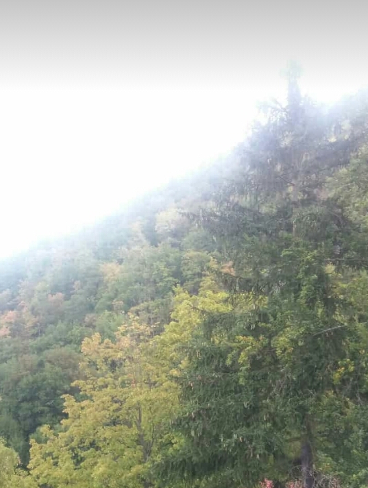 Frühnebel